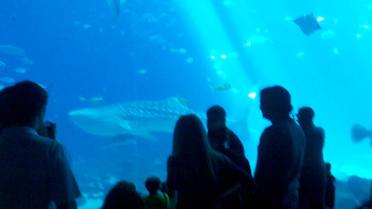 Atlanta aquarium YouTube