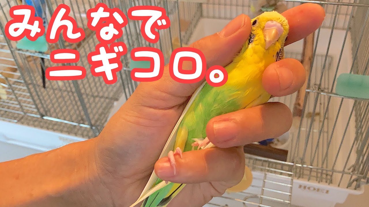 みんなでニギコロにチャレンジしたよ！【セキセイインコ】A budgerigar 