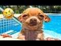 Funny animals 2024 funniest cats and dogss