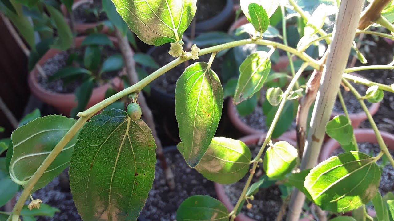 Jujube growing UK,  the first time I've ever seen an embryo fruit