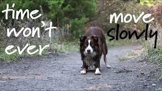 Giants| Dog MEP part 9 by Captivating Canines 375 views 1 year ago 13 seconds