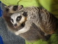 Raccoon baby with meerkat