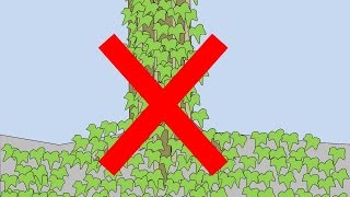 How To Kill Ivy 3 Steps To Control This Invasive Plant