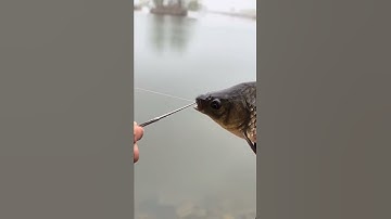 Cách Gỡ Cá Đơn Giãn #shorts