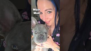 I have an announcement🥹 #announcement #newpuppy #frenchie #frenchies
I have an announcement🥹 #announcement #newpuppy #frenchie #frenchies I have an announcement🥹 #announcement #newpuppy #frenchie #frenchies