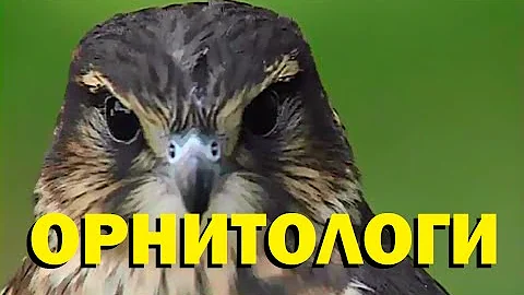 Галилео. Орнитологи