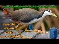 White Breasted Water Hen Trap Calling Sound. ডাহুক পাখির ডাক শুনে কাছে আসবেই ১০০% গ্যারান্টি। Mp3 Song