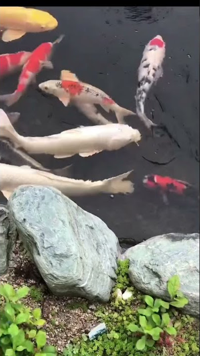 Nishikigoi (Colored carp) #shorts