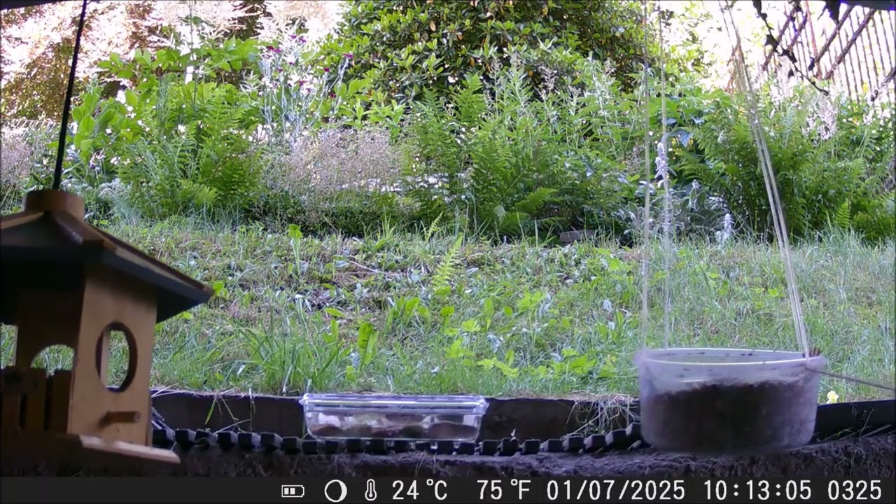 Tagsüber im Garten Juli'25 1