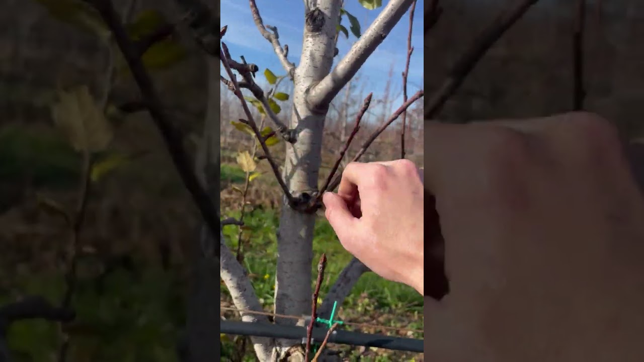 Najcesce GRESKE pri formiranju uzgojnog oblika kod KRUSKE! 