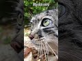 Big cat##Caracal #serval #Pallas'scat... #Shorts #courage.in.the.sky
