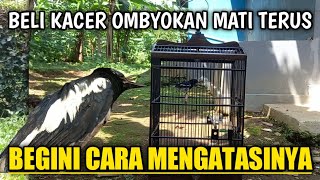 4 HAL PENTING YANG HARUS DI PERHATIKAN DALAM MERAWAT KACER OMBYOKAN AGAR TIDAK MATI