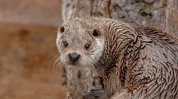 Giant Otters: The Story of Peru's River Wolves | Our World