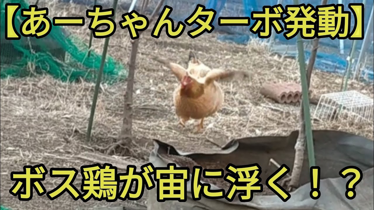 【食欲大爆発！？】ボス鶏は身体もビッグなら卵もBIGサイズだった！？