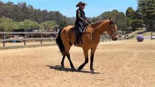 Learn How To Ride A Tennessee Walking Horse - Flat Walk and Running Walk Cai - Gaited Horse Training