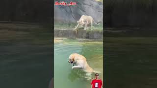 Detik Detik anak singa jatuh ke kolam,anjing membantu menyelam#animals #duniahewan