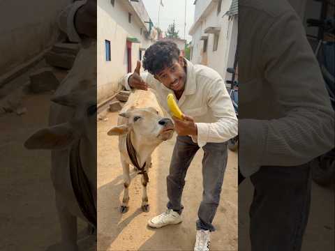 CHOTU FUNNY BANANA COW #shorts @FACTFIREKING