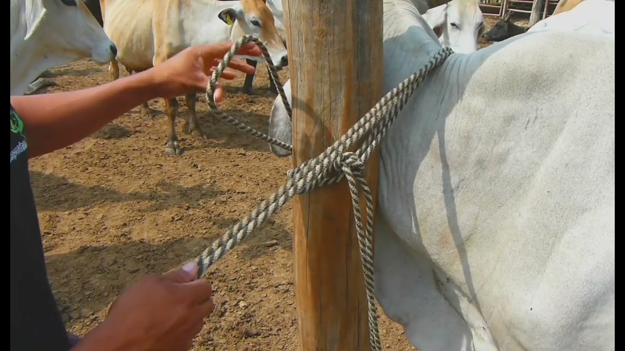 Enyugar, acuellar o atar una vaca a un botalón, palo, horcón o columna para ordeñar.