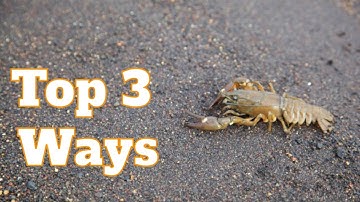 How To Catch Crawfish In A River [Crayfish]: 3 Best Ways To Catch Crawfish With Your Hands | SFSC