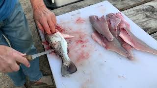 How to fillet Edisto Sea Trout fast and easy by Perry Rush 191 views 4 months ago 5 minutes, 8 seconds