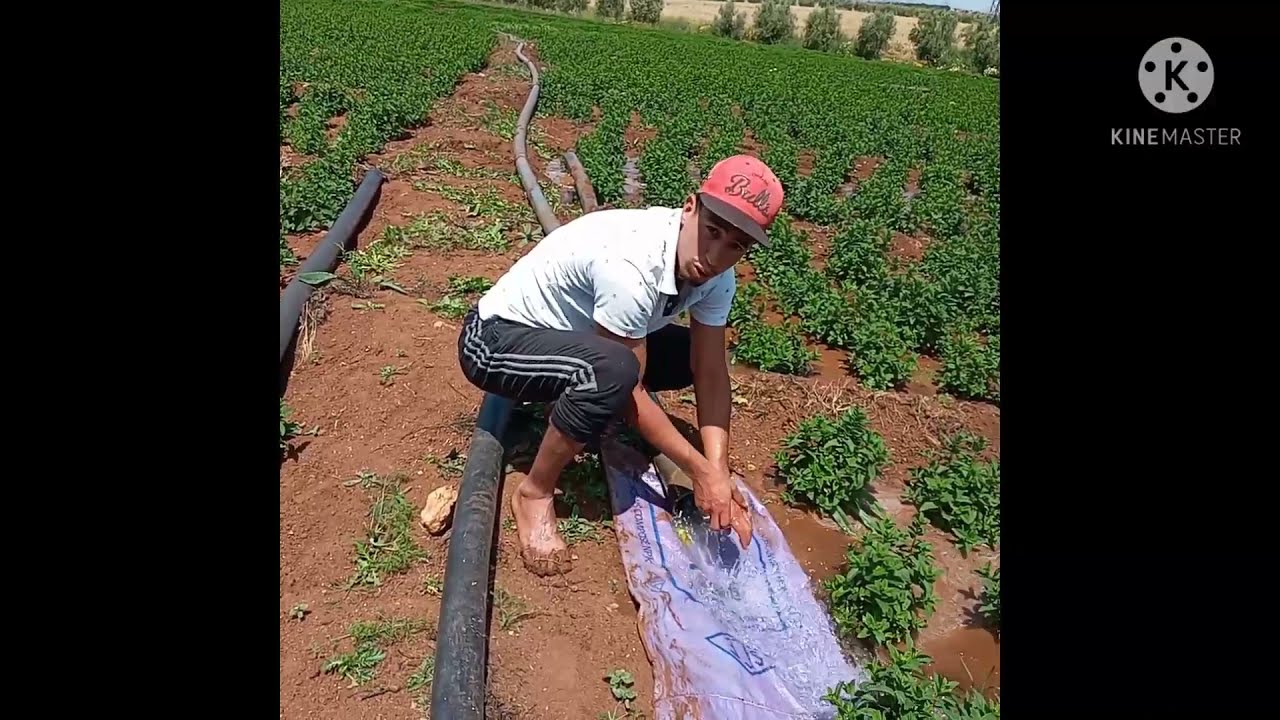 أسهل  طريقة  لسقي النعناع وبجودة عالية ☀️💧irrigation  gravitationnel de Menthe Marocaine