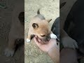 cute doggy 🥺☺️☺️ #viralreels #villagerlifestyle #adorabledog #myhappyvillagelifestyle 🥺