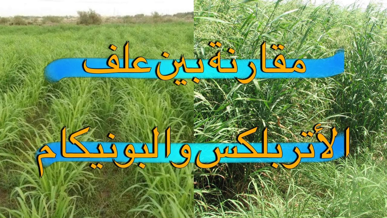 مقارنة بين علف الأتربلكس والبونيكام