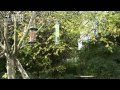 Bird Feeding Tips: cleaning and locations of feeders