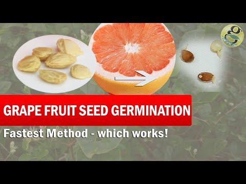 Video: How Grapefruit Grows