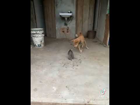 Rata gigante juega con perro hqdefault