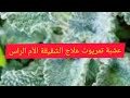 عشبة تمريوت علاج الشقيقة تقوي الذاكرة الام المثانة 