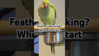 Feather plucking/feather loss tips 🦜 #indianringneck #parrot #featherplucking #parrothelp