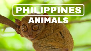 THE PHILIPPINES: ANIMALS AND MARINE LIFETARSIER, TAMARAW, AND MUCH MORE!