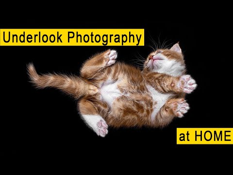 فيديو: كيفية تصوير القطط