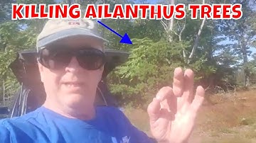 How to Kill Ailanthus Trees