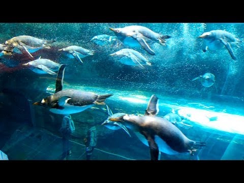 ペンギンが群で泳ぐ ペンギン大編隊 下関 海響館 Youtube