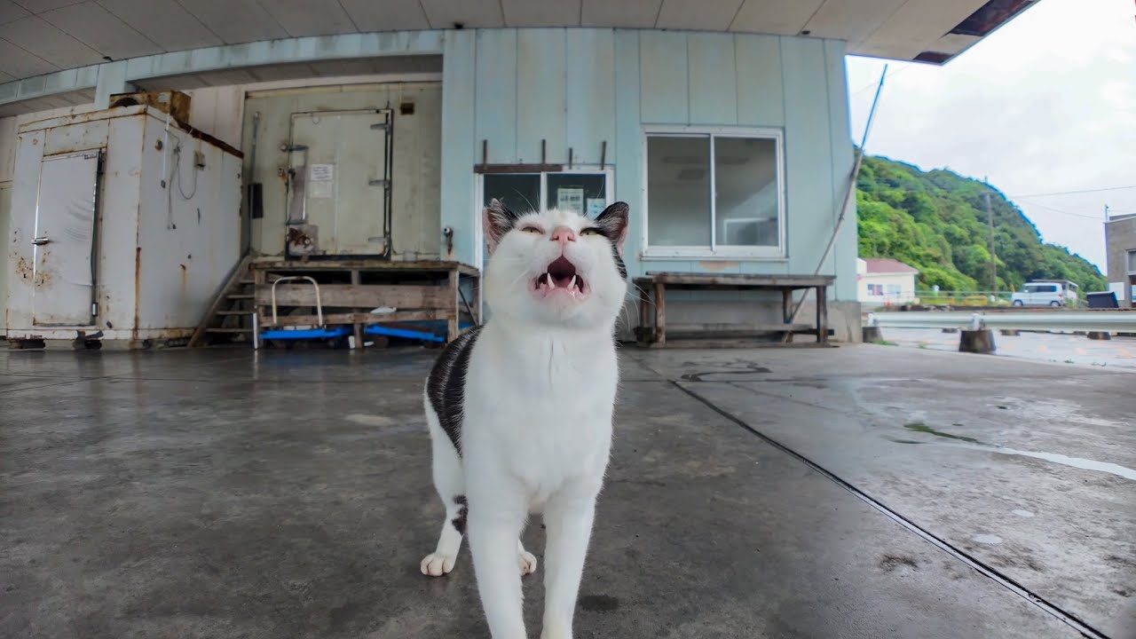 雨の日のねこ様 雨の日の癒し♪ 漁港の屋根の下で雨宿りする猫さんにそっと寄り添って