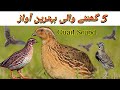 5 Hours Of Quail Sound For Night 2024 Batair Ki Awaz Raat K Shikar K Liye 5 Hours Of Quail Sound For Night 2024 Batair Ki Awaz Raat K Shikar K Liye
