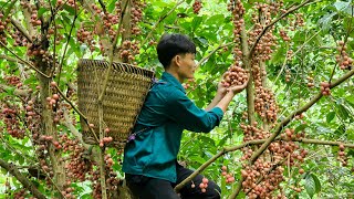 My daily life, Harvest forest fruit, Go to the market to sell, Forest life
