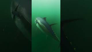 GIANT BLUEFIN FLYBY IN NOVA SCOTIA, CANADA - #PELAGIC #CANADA #BLUEFINTUNA #GRANDER