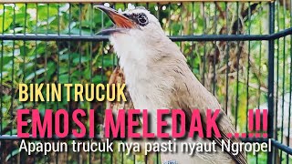 #trucukan  GACOR NGALAS KOMPLIT ROPEL PANJANG,,, BIKIN SEMUA TRUCUK EMOSI MELEDAK ..!!!