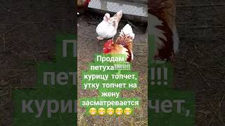 петух  🐓  утку долбит 😂😂😂😂😂