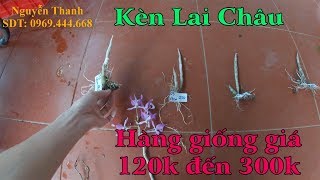 Bán hoàng thảo kèn lai châu hàng giống từ 120k đến 300k cho các bác sưu tầm