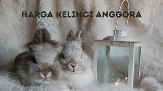 Harga Kelinci Anggora Sesuai Dengan Jenisnya