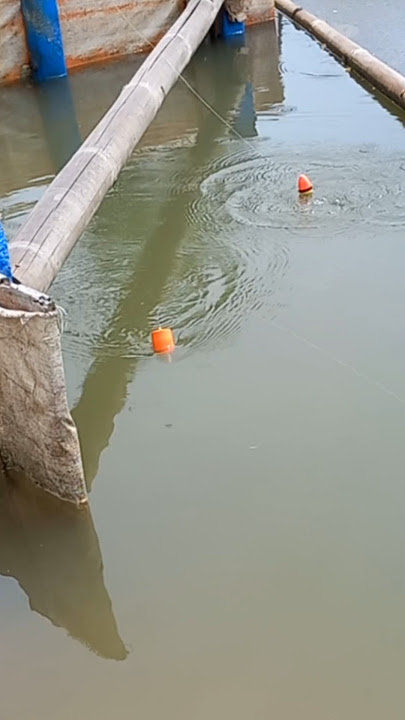 Detik detik pelampung di seret ikan kakap putih besar
