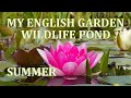 My English Garden Wildlife Pond - August 2020