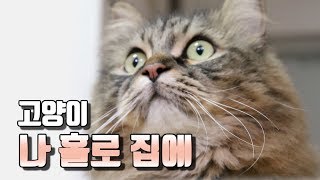 [ENG SUB] 고양이는 조용한 학대를 받는다 (고양이의 분리불안)