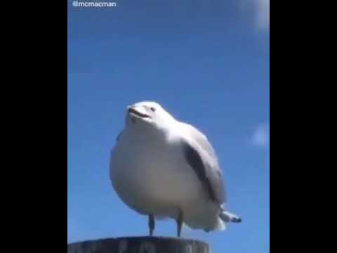 Screaming Seagull Youtube