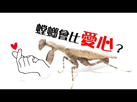 《一周一螳課 38》打著愛心拳的螳螂 #praying #mantis
