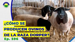 596. ¿Cómo se producen ovinos de la raza Dorper?